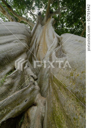 Unique giant old vintage tree trunk with branches and foliage Unique giant old vintage tree trunk with branches and foliage 91793442