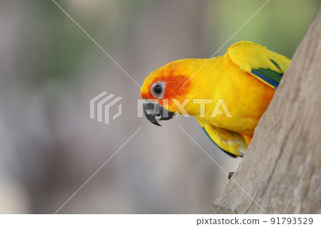 The mini parrot bird on stick tree The mini parrot bird on stick tree 91793529