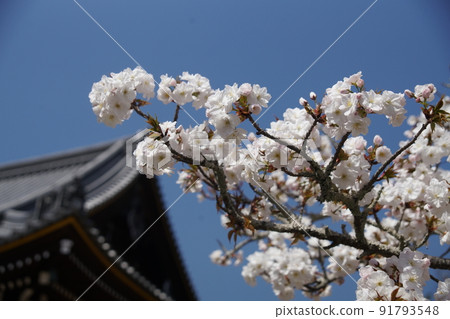 Omurozakura and Kannon-do at Ninna-ji Temple 91793548