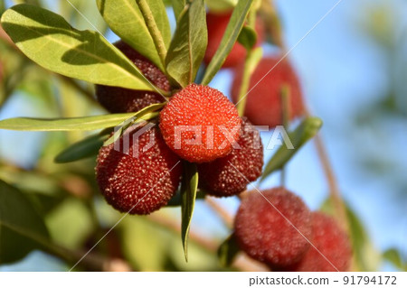 The red fruit of Yamamomo 91794172