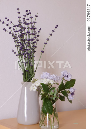 Cornflower and Baby's-breath 91794247