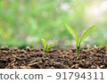 Small young plant seedlings with growing steps on soil. 91794311