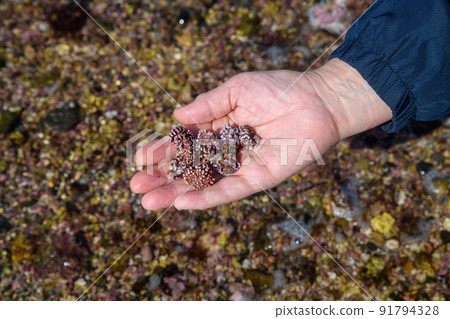 白州（Liso Samneum Reef）長崎南島原 91794328