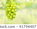 Hanging bunch of white grape with blurred green vineyard background 91794407