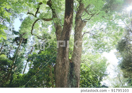 Kunozan Toshogu Shrine Money Tree 91795103