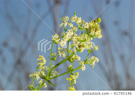 Galium mollugo is a herbaceous annual plant of the family Rubiaceae. It shares the name hedge bedstraw with the related European species, Galium Galium mollugo is a herbaceous annual plant of the family Rubiaceae. It shares the name hedge bedstraw with the related European species, Galium 91795146