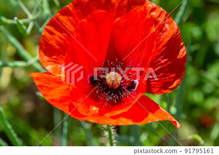 Papaver rhoeas, Corn poppy, Corn rose, Field poppy, Flanders poppy, Red poppy, Red weed, Coquelicot, in the summer meadow. Natural background 91795161