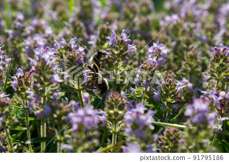 Fresh, blooming pink thyme in green grass. Wild Thymus serpyllum plants in field. Breckland wild thyme purple flowers in summer meadow Fresh, blooming pink thyme in green grass. Wild Thymus serpyllum plants in field. Breckland wild thyme purple flowers in summer meadow 91795186