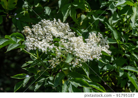 Black sambucus Sambucus nigra white flowers blossom. Macro of delicate flowers cluster on dark green background in spring garden. Selective focus. Nature concept for design Black sambucus Sambucus nigra white flowers blossom. Macro of delicate flowers cluster on dark green background in spring garden. Selective focus. Nature concept for design 91795187