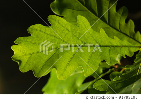 European oak, Quercus robur, spring new leaves under sunlight on a branch European oak, Quercus robur, spring new leaves under sunlight on a branch 91795193