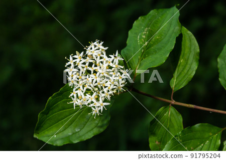 Cornus sanguinea, the common dogwood white blossoms with green leaves around . spring flower Viburnum lantana Cornus sanguinea, the common dogwood white blossoms with green leaves around . spring flower Viburnum lantana 91795204