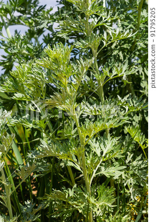 Wormwood, Artemisia absinthium, perennial herb of silvery color, with a strong aromatic odor and bitter wormwood famous Wormwood, Artemisia absinthium, perennial herb of silvery color, with a strong aromatic odor and bitter wormwood famous 91795205