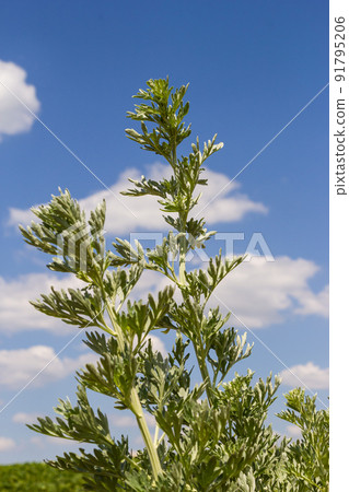 Wormwood, Artemisia absinthium, perennial herb of silvery color, with a strong aromatic odor and bitter wormwood famous Wormwood, Artemisia absinthium, perennial herb of silvery color, with a strong aromatic odor and bitter wormwood famous 91795206