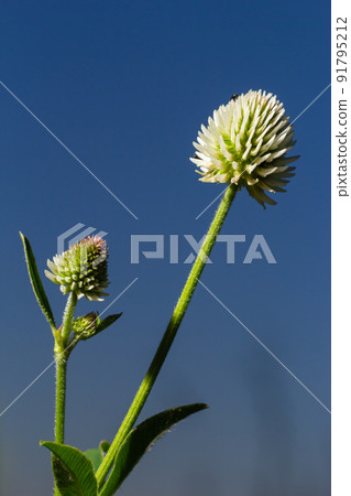 Trifolium montanum, the mountain clover. Plant with white flowers. Is growing in Europe 91795212