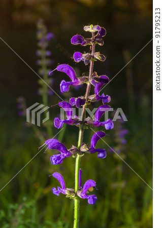Salvia pratensis sage flowers in bloom, flowering blue violet purple mmeadow clary plants, green grass leaves Salvia pratensis sage flowers in bloom, flowering blue violet purple mmeadow clary plants, green grass leaves 91795213
