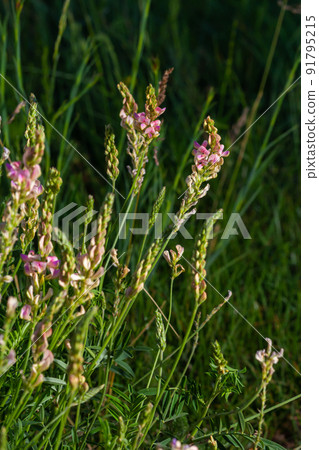 Sainfoin Onobrychis viciifolia, growing in the grassland. Common sainfoin fowering in summer Sainfoin Onobrychis viciifolia, growing in the grassland. Common sainfoin fowering in summer 91795215