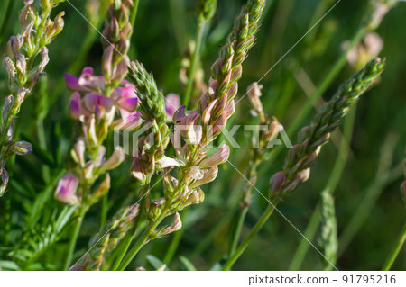 Sainfoin Onobrychis viciifolia, growing in the grassland. Common sainfoin fowering in summer Sainfoin Onobrychis viciifolia, growing in the grassland. Common sainfoin fowering in summer 91795216