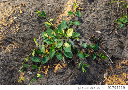 Convolvulus arvensis grows and blooms in the field 91795219