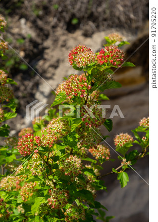 Ninebark Tiny Wine flowers - Latin name - Physocarpus opulifolius Tiny Wine Ninebark Tiny Wine flowers - Latin name - Physocarpus opulifolius Tiny Wine 91795220