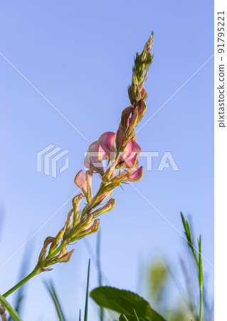 Flowers pink sainfoin. Meadow flowers. Onobrychis viciifolia. Selective focus 91795221