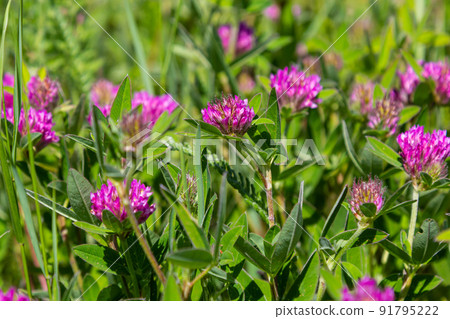 Trifolium pratense. Thickets of a blossoming clover. Red clover plants in sunshine. Honey bee at red clover flower. Flowering field with red clover and green grass 91795222