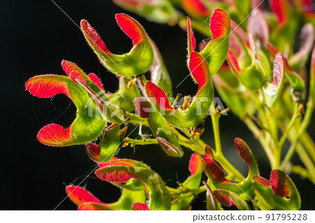 A close up of reddish-pink maturing fruits of Acer tataricum subsp. ginnala Tatar maple or Tatarian maple A close up of reddish-pink maturing fruits of Acer tataricum subsp. ginnala Tatar maple or Tatarian maple 91795228