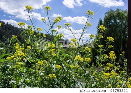the Close up of Wintercress Barbarea vulgaris Brassicaceae. Selective focus.flower of Land cress, Barbarea verna.Yellow spring flower rape in the blur background of the summer landscape the Close up of Wintercress Barbarea vulgaris Brassicaceae. Selective focus.flower of Land cress, Barbarea verna.Yellow spring flower rape in the blur background of the summer landscape 91795231
