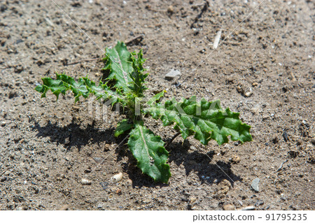 Rosette of young green leaves of Canada thistle, also creeping or field thistle, Cirsium arvense, growing in a flower bed. Invasive weed. Close up on a sunny day Rosette of young green leaves of Canada thistle, also creeping or field thistle, Cirsium arvense, growing in a flower bed. Invasive weed. Close up on a sunny day 91795235