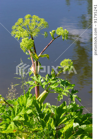 Angelica, Angelica, Archangelica, belongs to the wild plant with green flowers. It is an important medicinal plant and is also used in medicine Angelica, Angelica, Archangelica, belongs to the wild plant with green flowers. It is an important medicinal plant and is also used in medicine 91795241