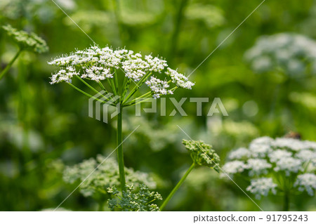 A view of a white-flowered meadow of Aegopodium podagraria L. from the apiales family, commonly referred to as earthen elder, grassland, bishop, weed, cowberry, gout and snow in the mountains A view of a white-flowered meadow of Aegopodium podagraria L. from the apiales family, commonly referred to as earthen elder, grassland, bishop, weed, cowberry, gout and snow in the mountains 91795243