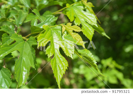 桑樹幼葉 91795321