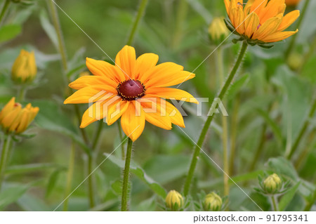 Ludovce Ludovce 91795341