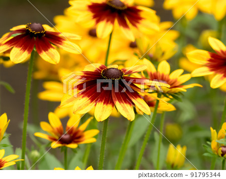 Rudobekia Rudobekia 91795344