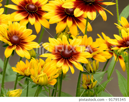 Rudobekia Rudobekia 91795345