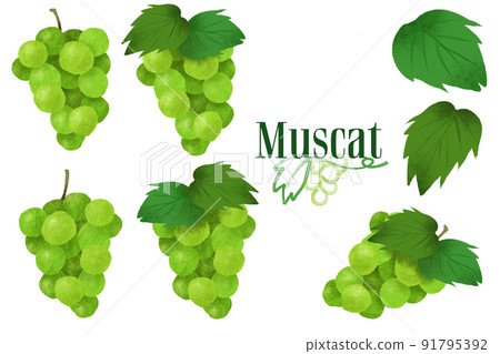 Muscat illustration material set - Stock Illustration [91795392] - PIXTA