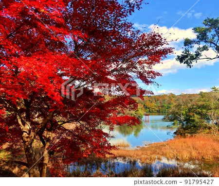 Red Lake Ippeki in early winter 91795427