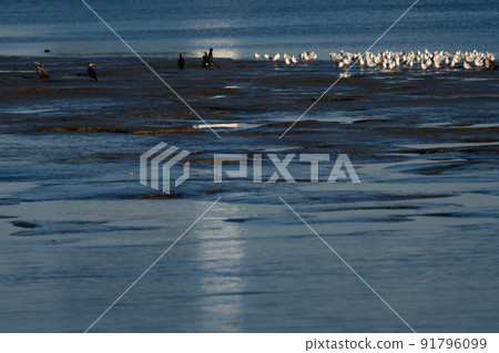 多摩川的水邊大田區 91796099