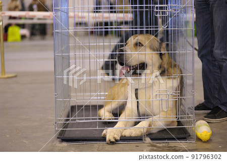 Dog of alabay breed lying in a kennel, owner legs standing near 91796302