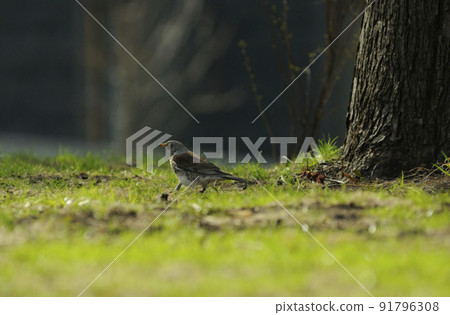 Wild bird starling searching for food in the grass of the city park 91796308