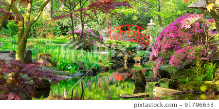 japanese garden in The Hague 91796633