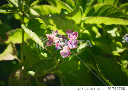 繡球 繡球 91796768