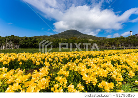 小蒼蘭八丈富士 91796850