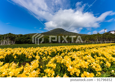 Freesia Hachijo Fuji 91796852