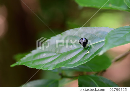 Helwingia japonica fruit (Saitama Prefecture / July) 91799525