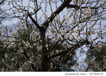 White plum blossoms are in bloom in the plum garden. White plum blossoms are in bloom in the plum garden. 91799535