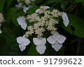 花繡球花 91799622
