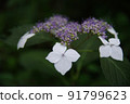 花繡球花 91799623