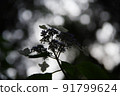 花繡球花 91799624