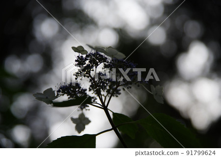 花繡球花 花繡球花 91799624