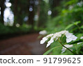 花繡球花 91799625